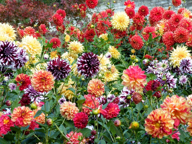 Dahlias abadi