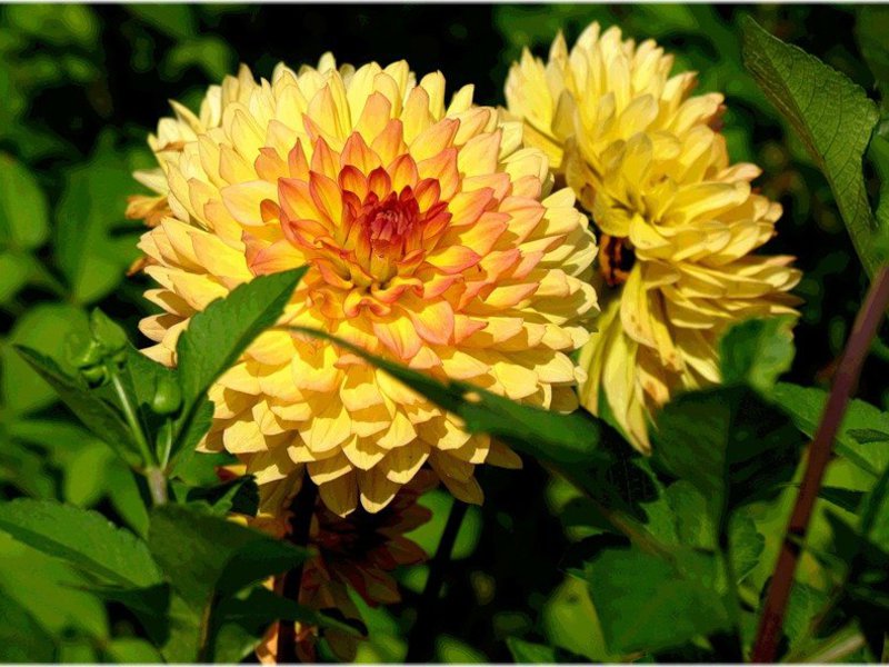 Penyimpanan Dahlias