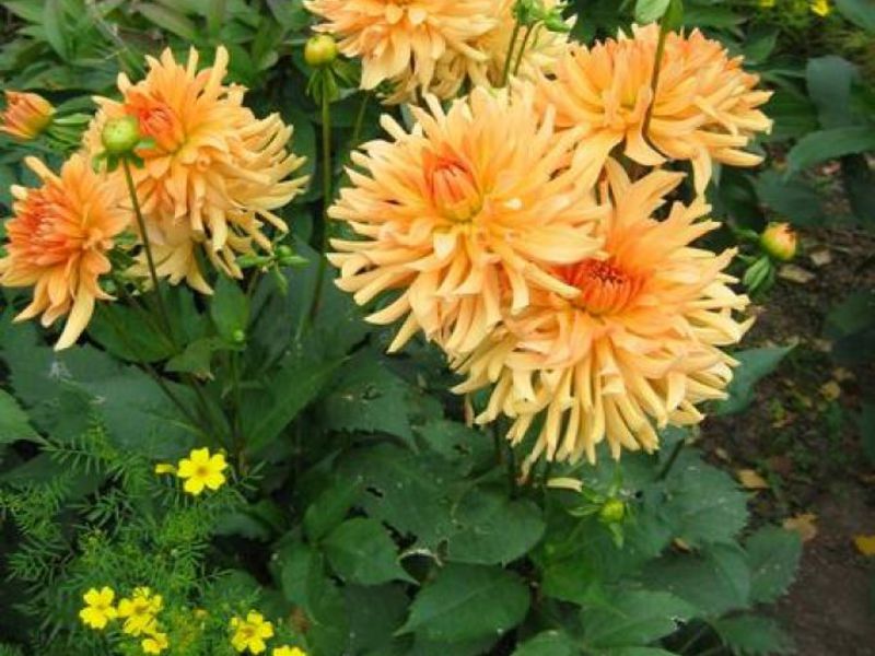 Cara menanam dahlias