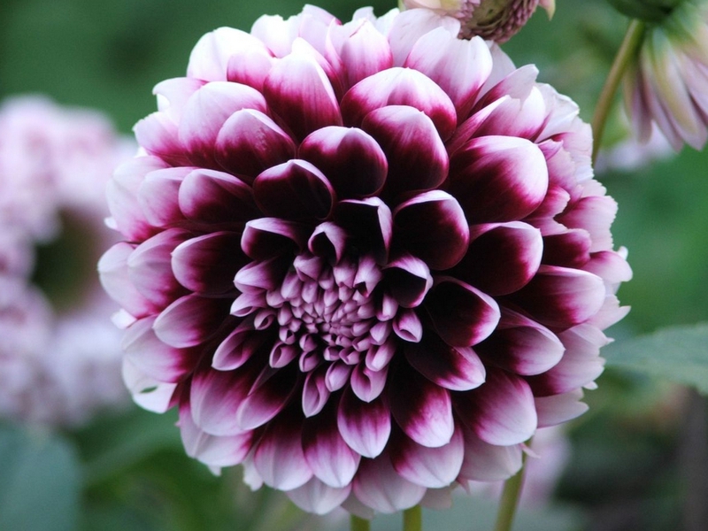 Menyiram dahlia