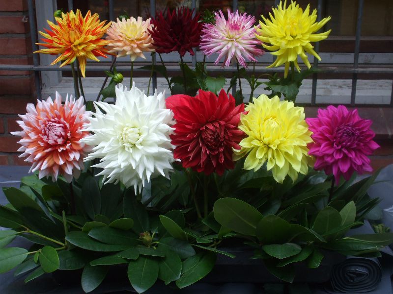 Pembiakan Dahlia