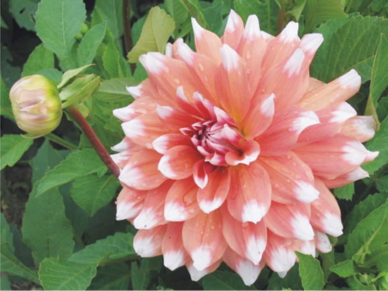 Cara menanam dahlias