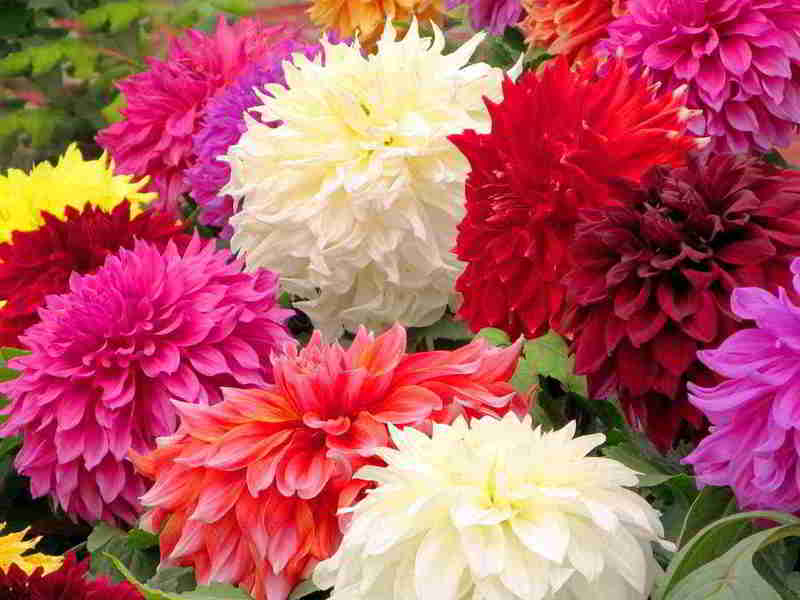 Cara merawat dahlias