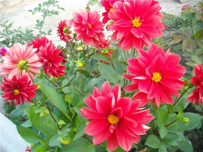 Dahlias abadi