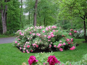 Cara menanam peonies di halaman