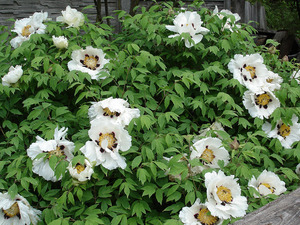 Cara menyebarkan peonies