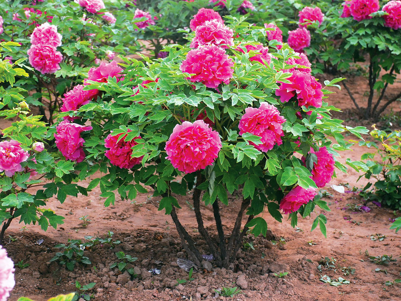 Cara menghias taman dengan peonies