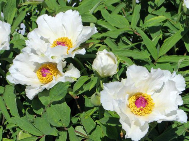 Bagaimana pokok peony mekar