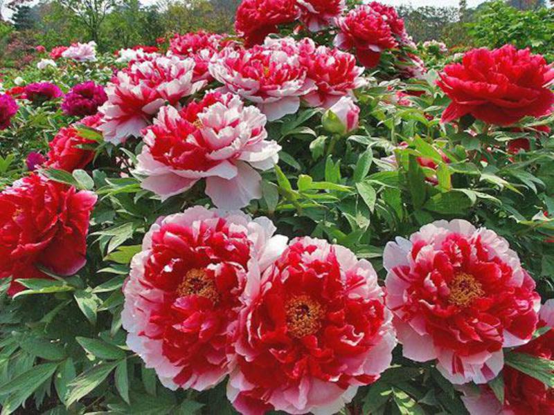 Jenis dan jenis peonies