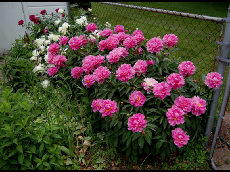 Cara menanam peonies