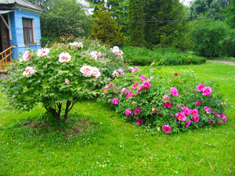 Syarat untuk tumbuh peonies