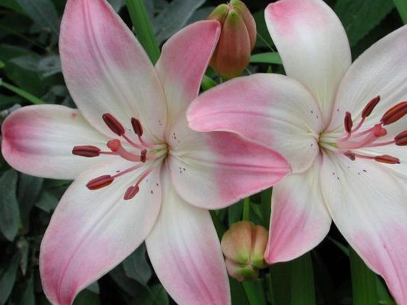 Penampilan lily Marlene