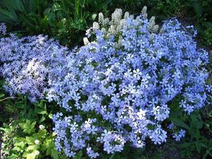 Foto menunjukkan phlox biru