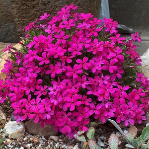 Douglas phlox adalah warna bunga yang terang.