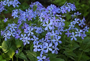 Phlox canadensis dibezakan oleh cawan bunga yang tidak biasa.