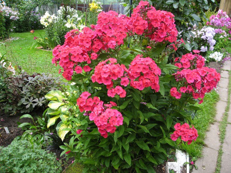 Phlox abadi adalah tanaman taman berbunga.