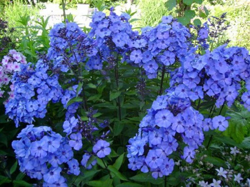 Phlox biru Kanada - gambar semak berbunga.