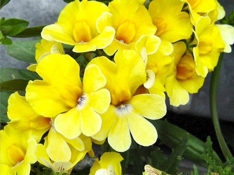 Nemesia pelbagai bunga