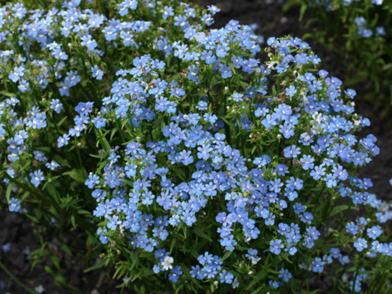 Pelbagai jenis Nemesia untuk taman