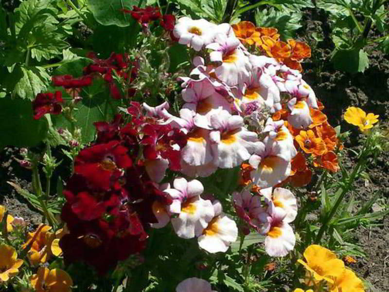 Cara menanam nemesia