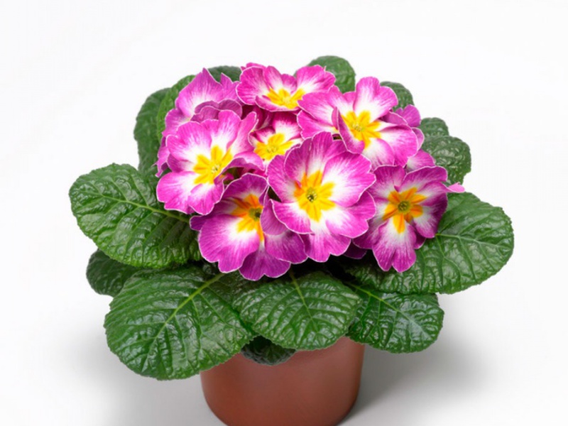 Penampilan primrose