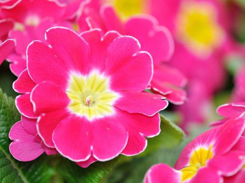 Pelbagai primrose