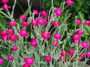 Cara menanam lychnis