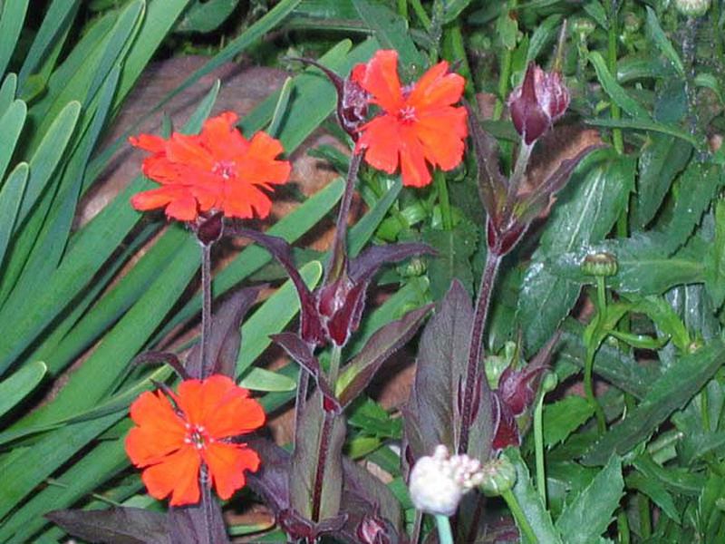 Bunga Lychnis