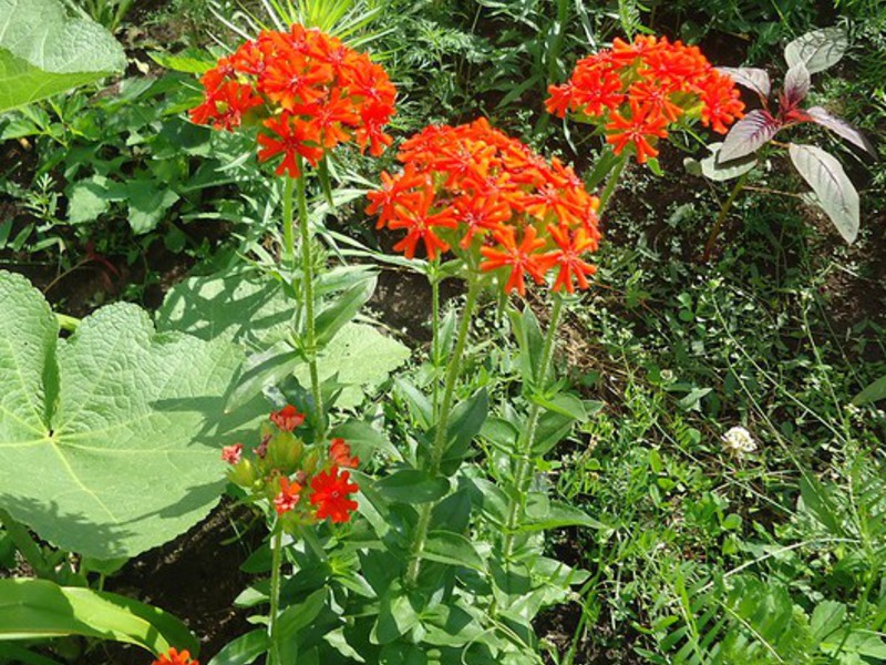 Bunga Lichnes di kebun