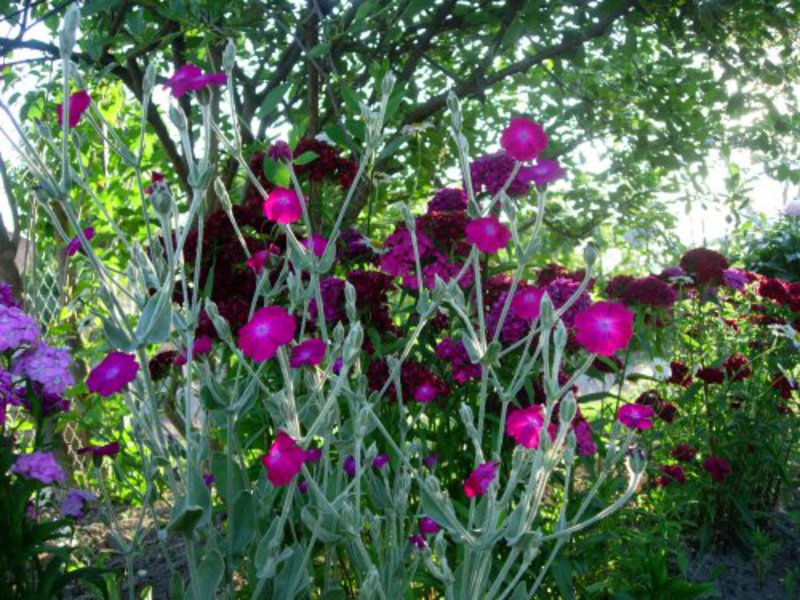 Penanaman lychnis