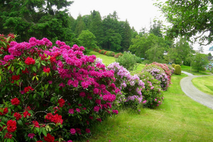 Rhododendron di taman