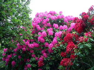 Berapa lama rhododendron mekar