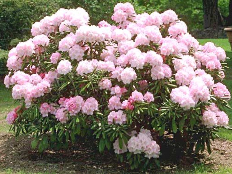 Rhododendron di taman