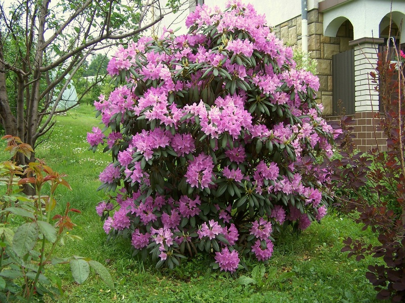 Belukar rhododendron yang subur