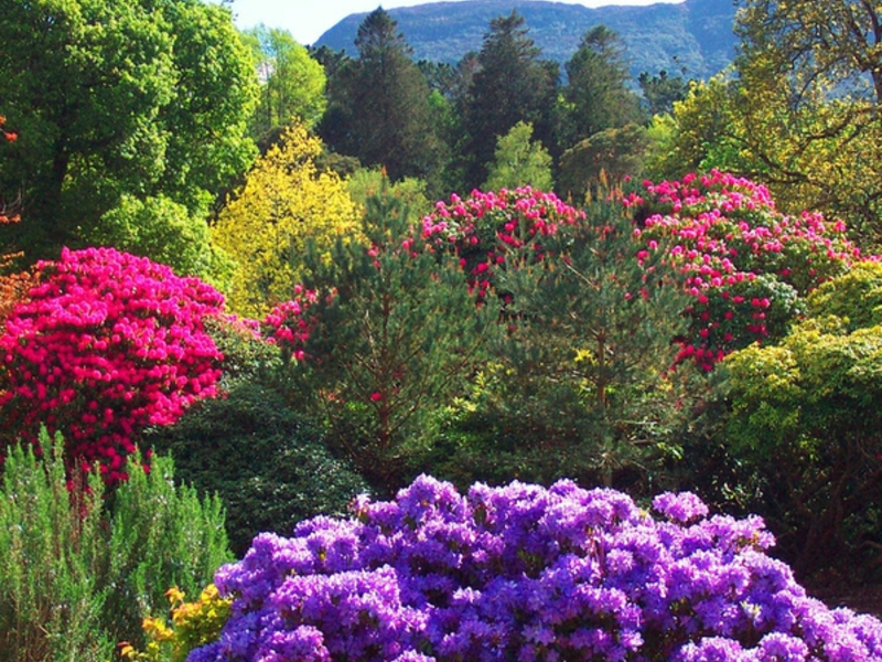 Menanam dan memilih tempat untuk rhododendron