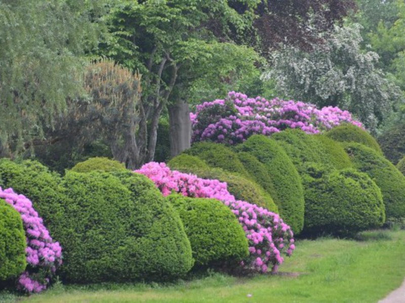 Rhododendron pokok renek taman