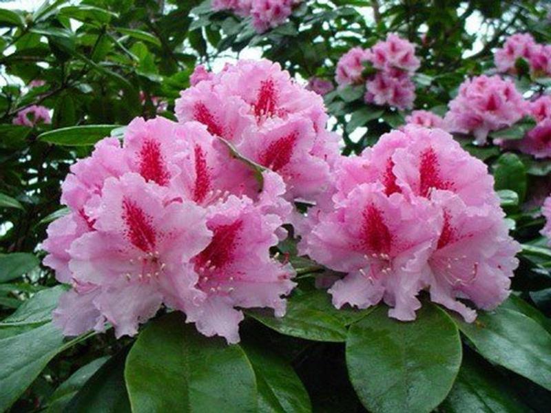 Rhododendron di taman