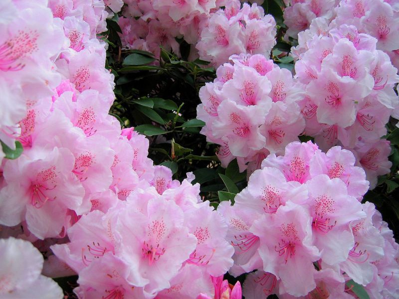 Rhododendron: penanaman, penjagaan dan penanaman