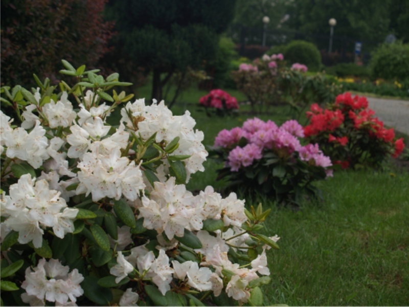 Rhododendron yang semakin meningkat