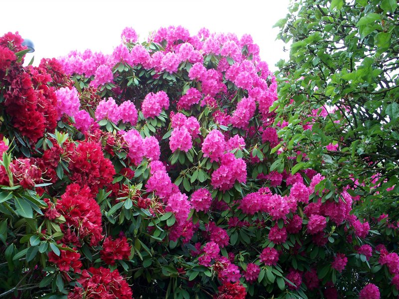 Cara menyiram rhododendron