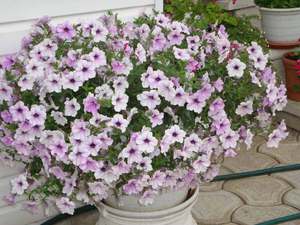 Pemindahan petunia ampelous