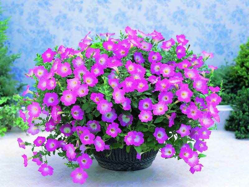 Pot bunga dengan petunia ampelous