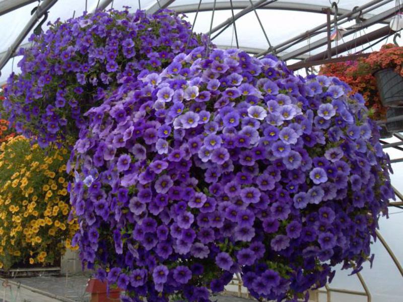 Petunia ampel