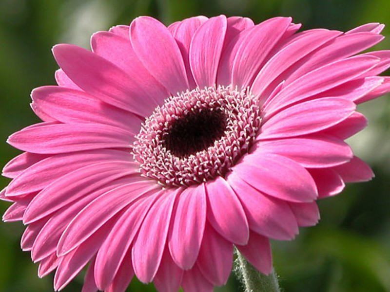 Gerbera yang mekar