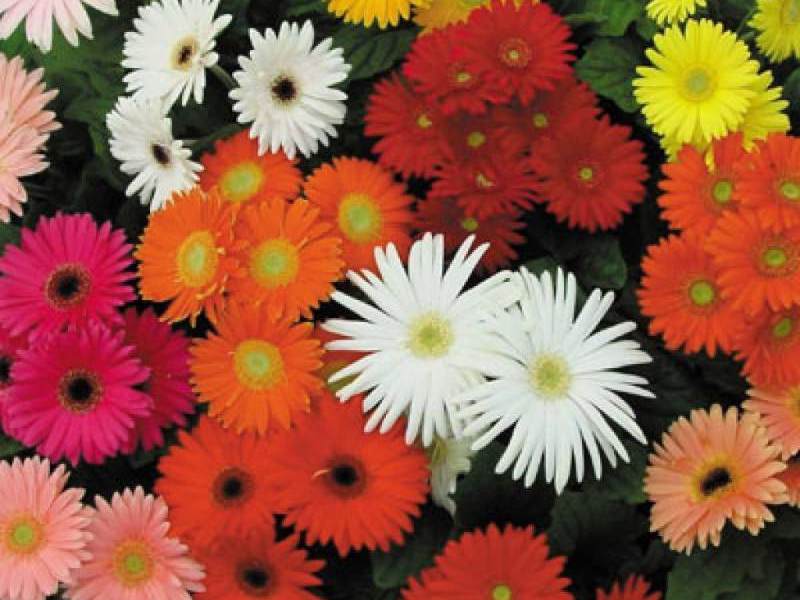 Apa warna bunga gerbera