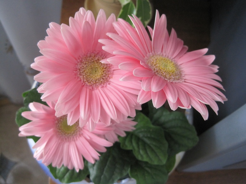 Kaedah penanaman Gerbera