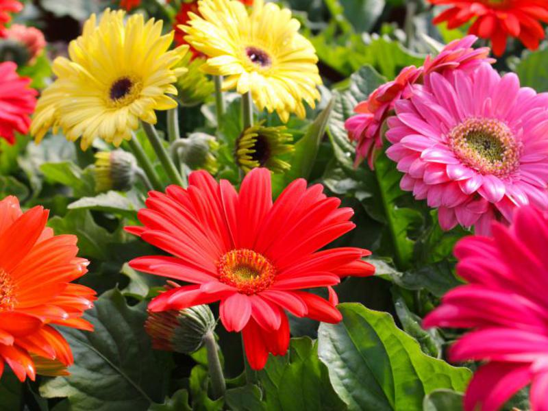 Cara menjaga gerbera