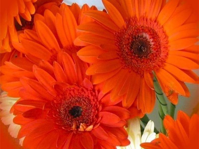 Varieti Gerbera