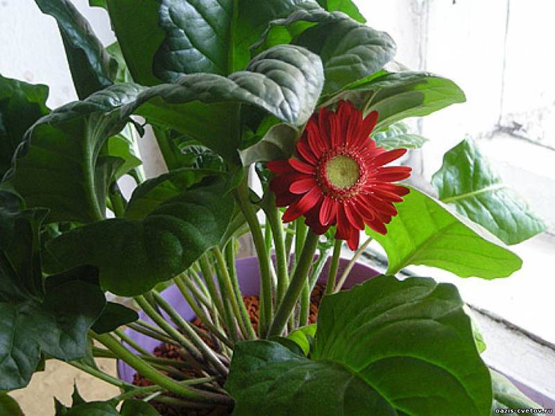 Penyakit Gerbera