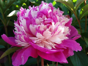 Apabila peonies mekar